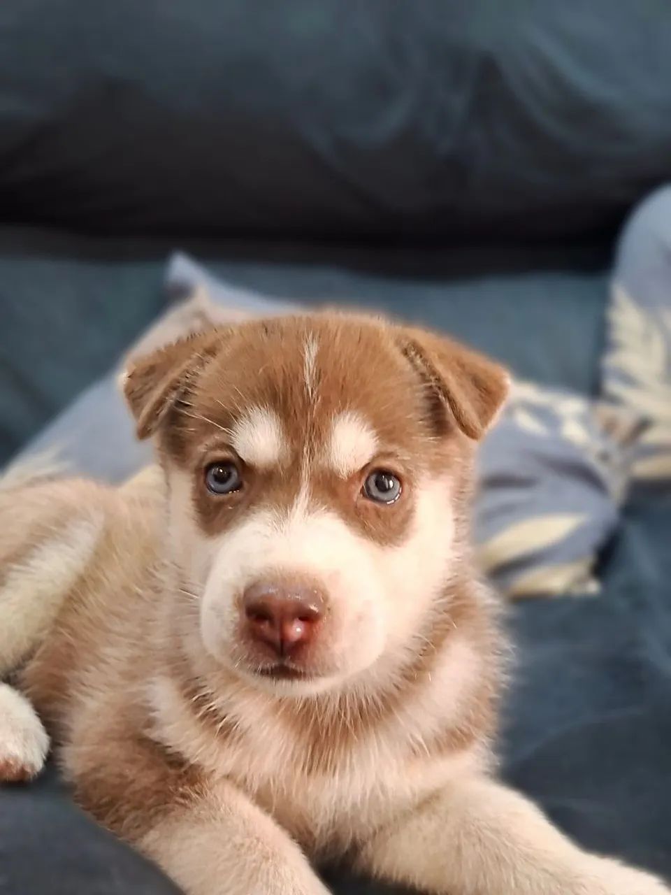 Husky  - Foto 4
