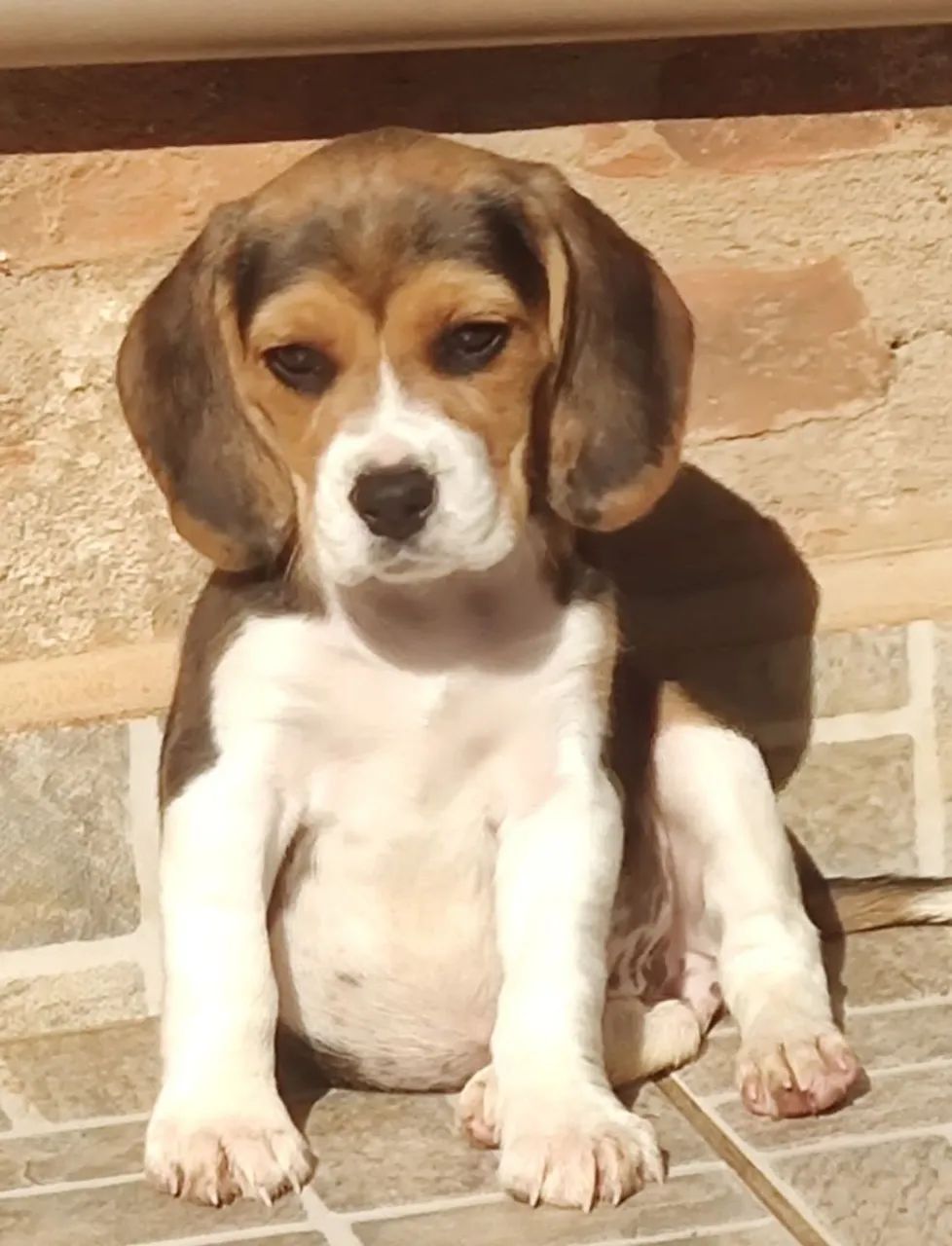 Com pedigree bicolor e tricolor - beagle  - Foto 2