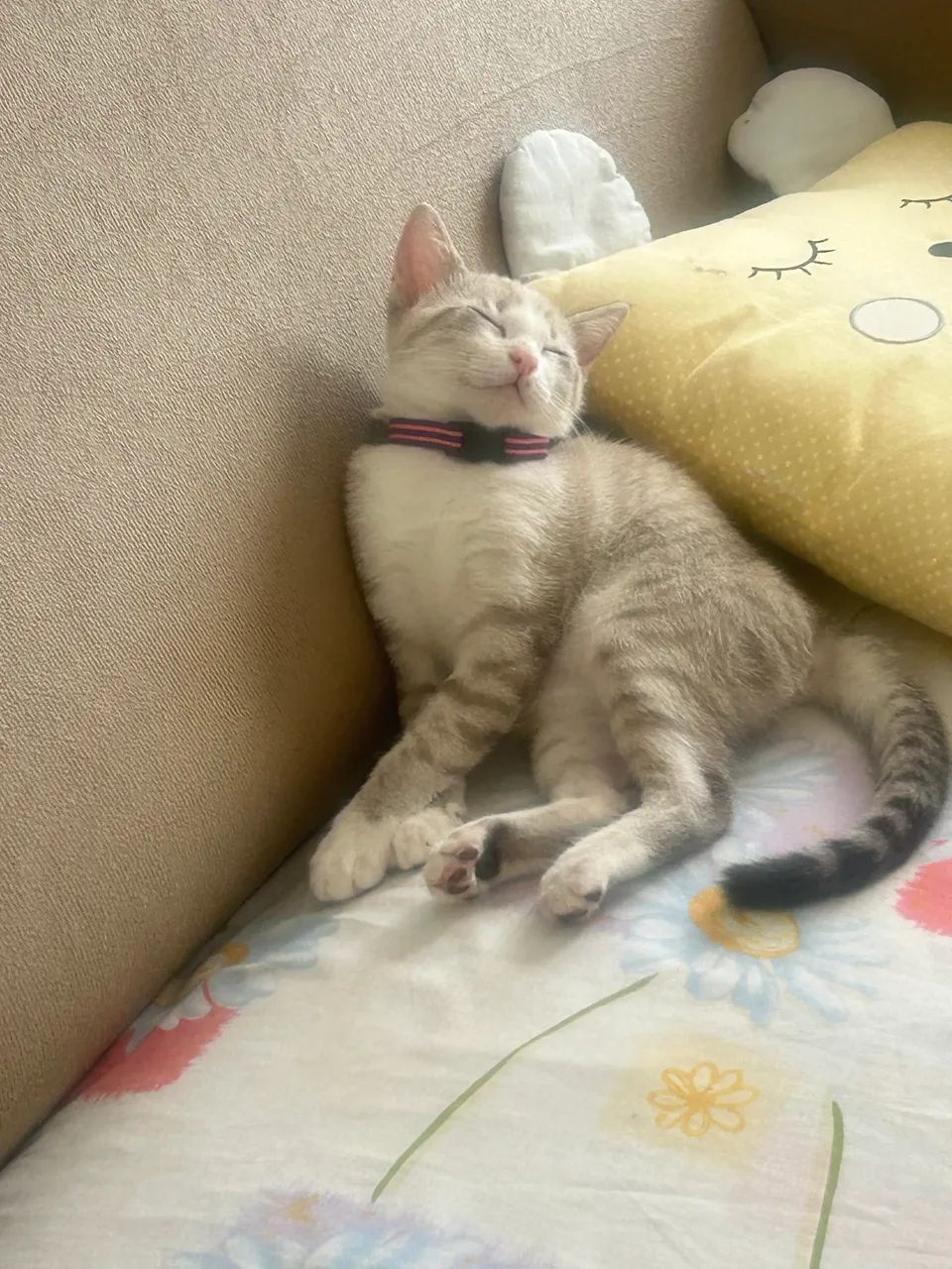 Gato adoção 