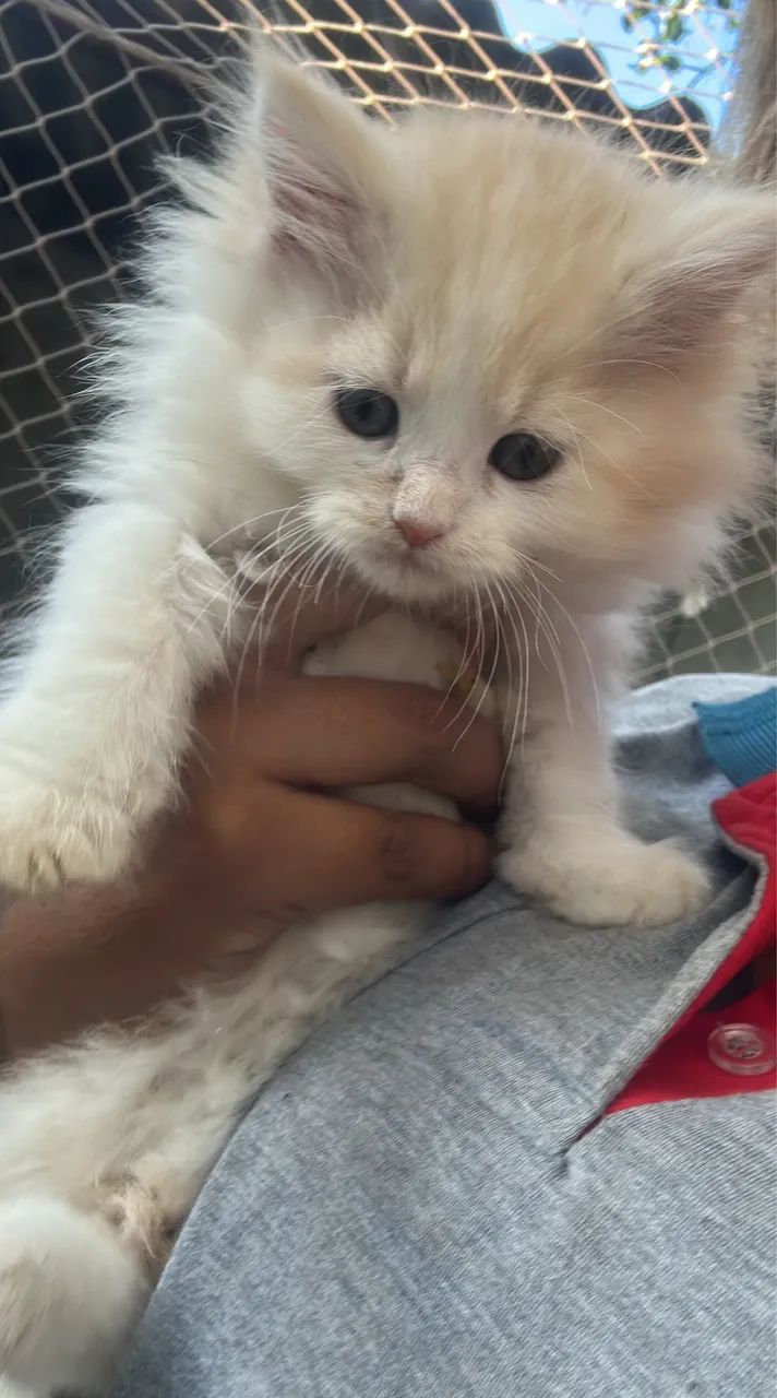 Maine coon