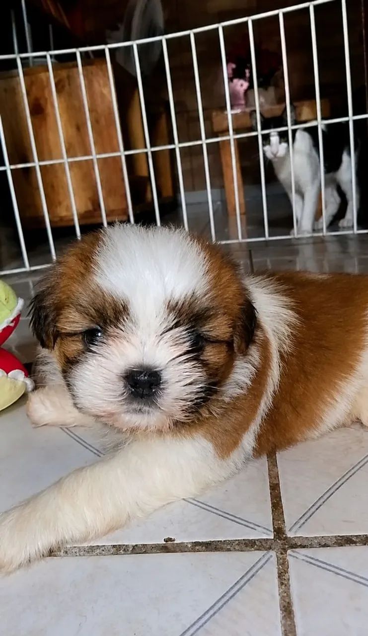 Shih Tzu  - Foto 2