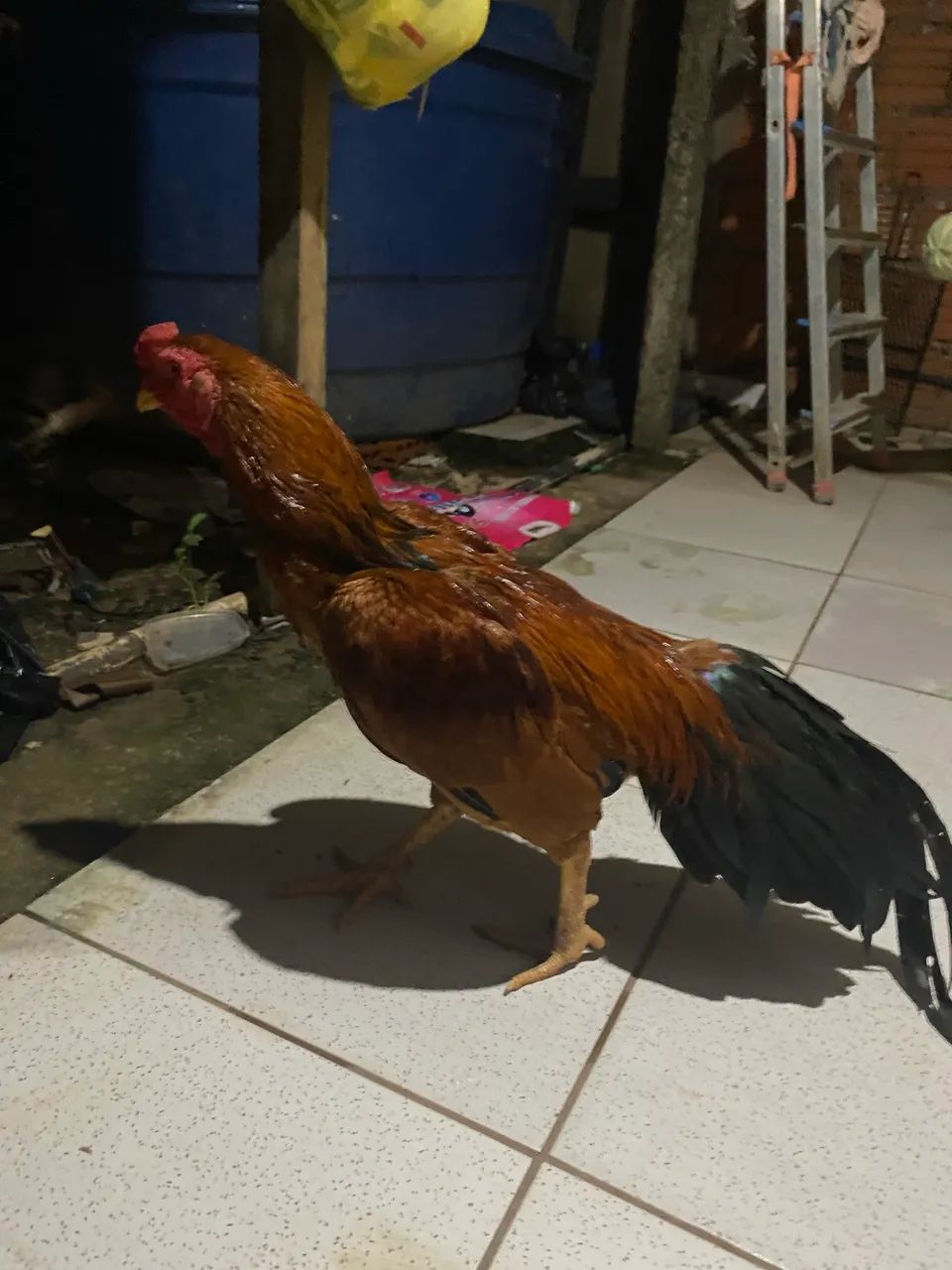 Galo indiano  - Foto 2