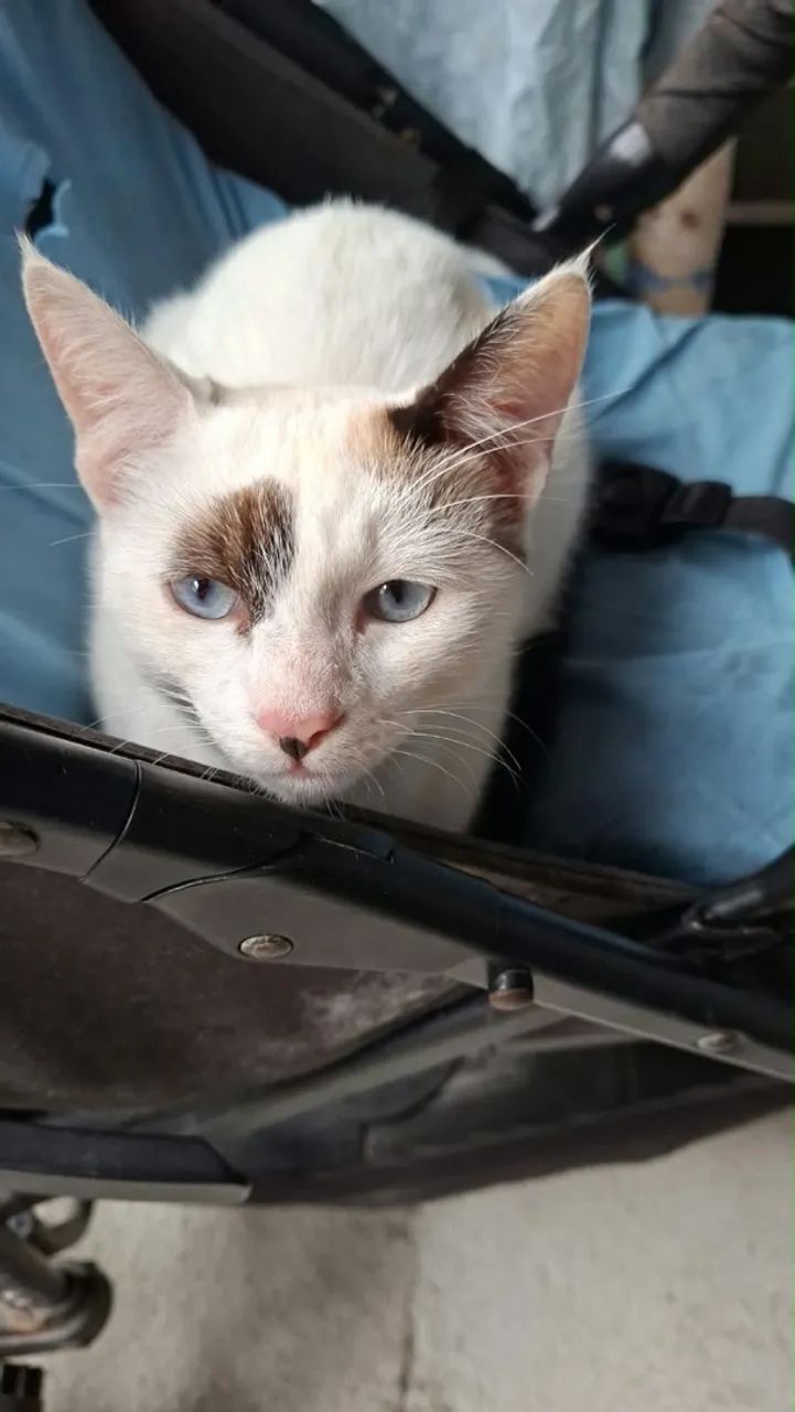 gatinhos para adoção  - Foto 2