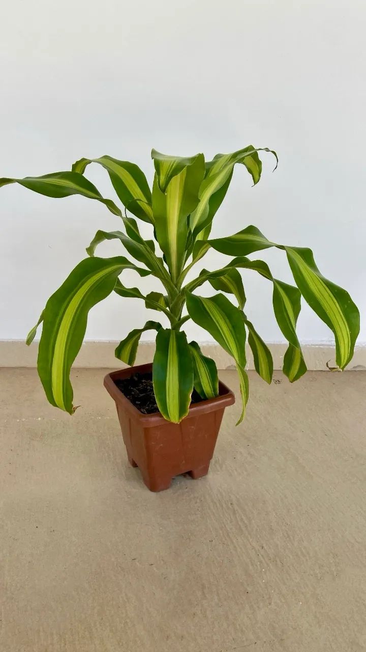 Vendo Planta Dracena Pau-d'água