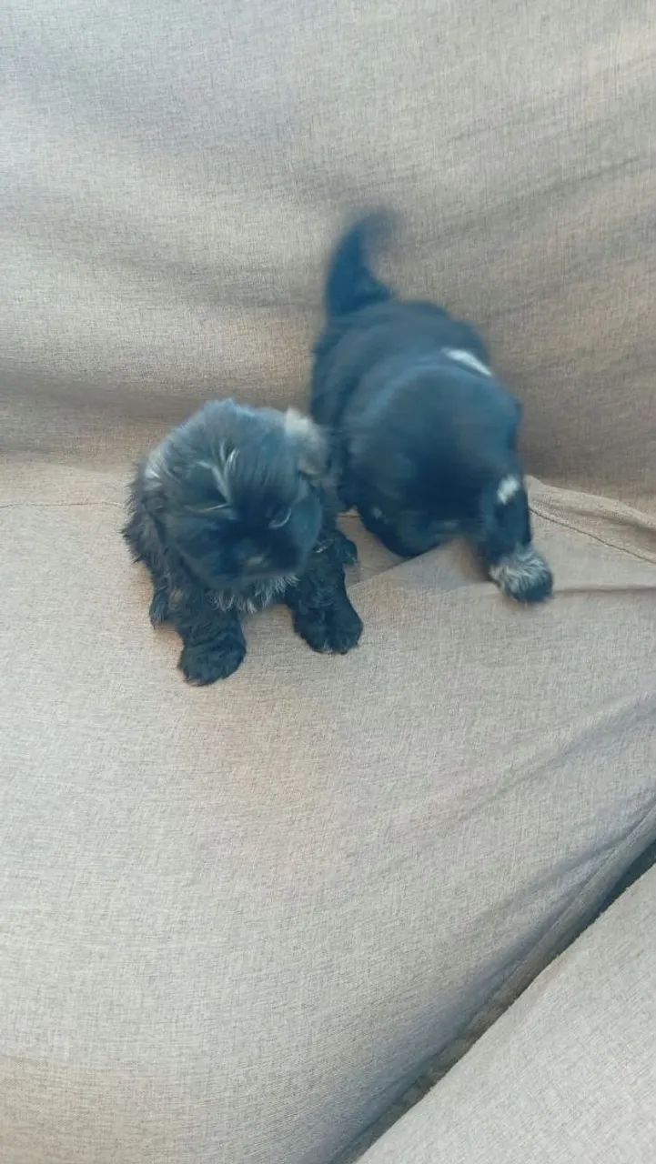 Shitzu macho t.0 - Foto 3