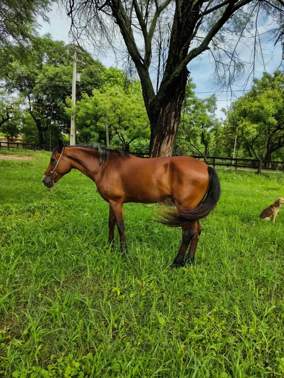 Mangalarga - Foto 2