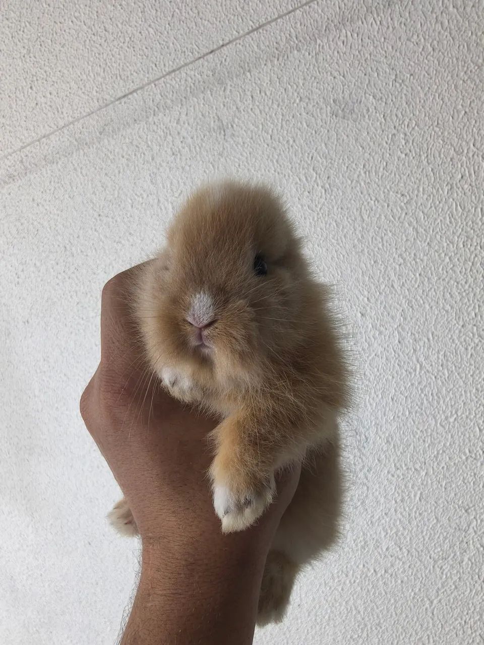 Coelhos linhagem pura -  Teddy Dwerg - Foto 3