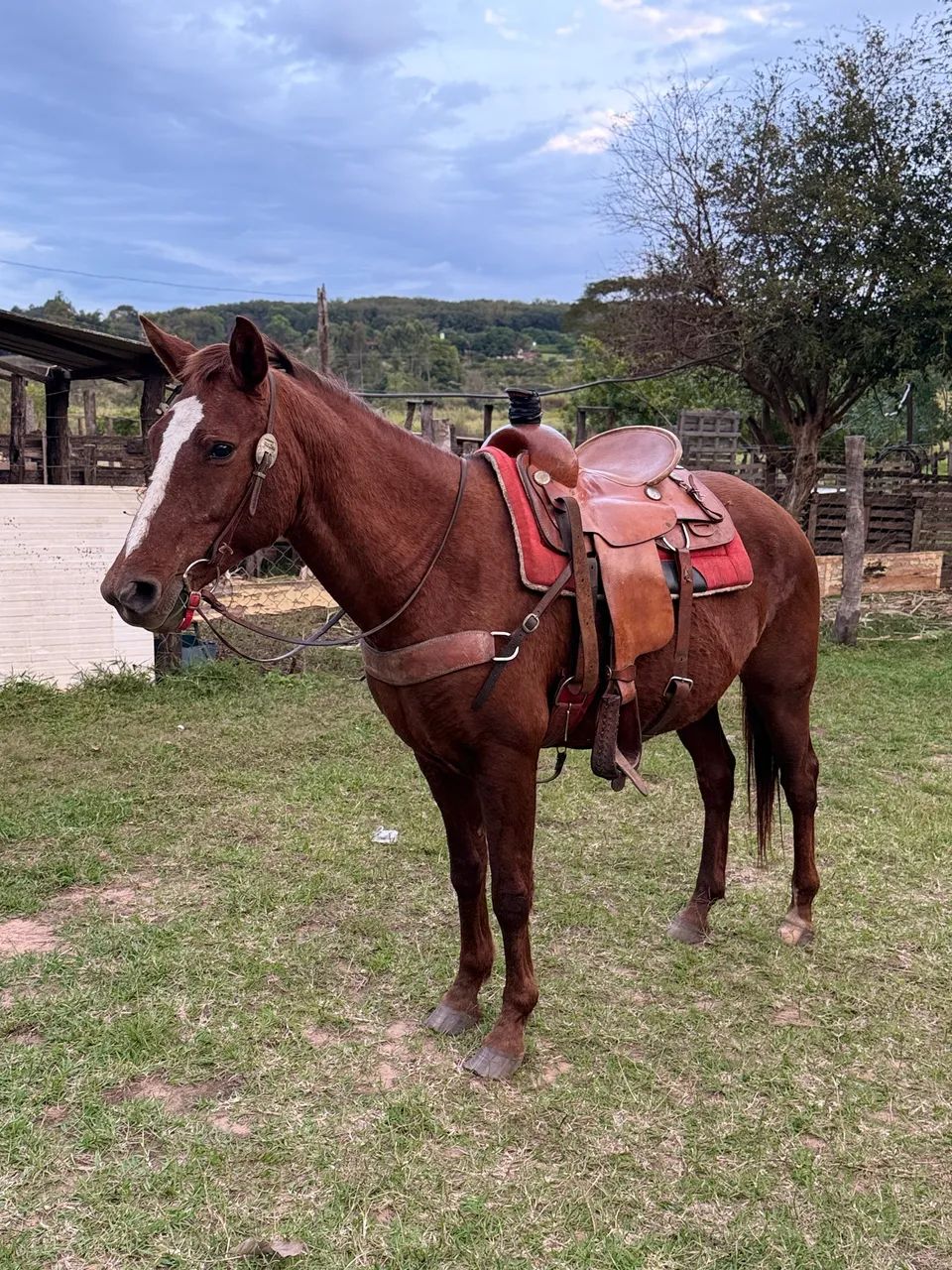 Vende - se Égua  - Foto 2
