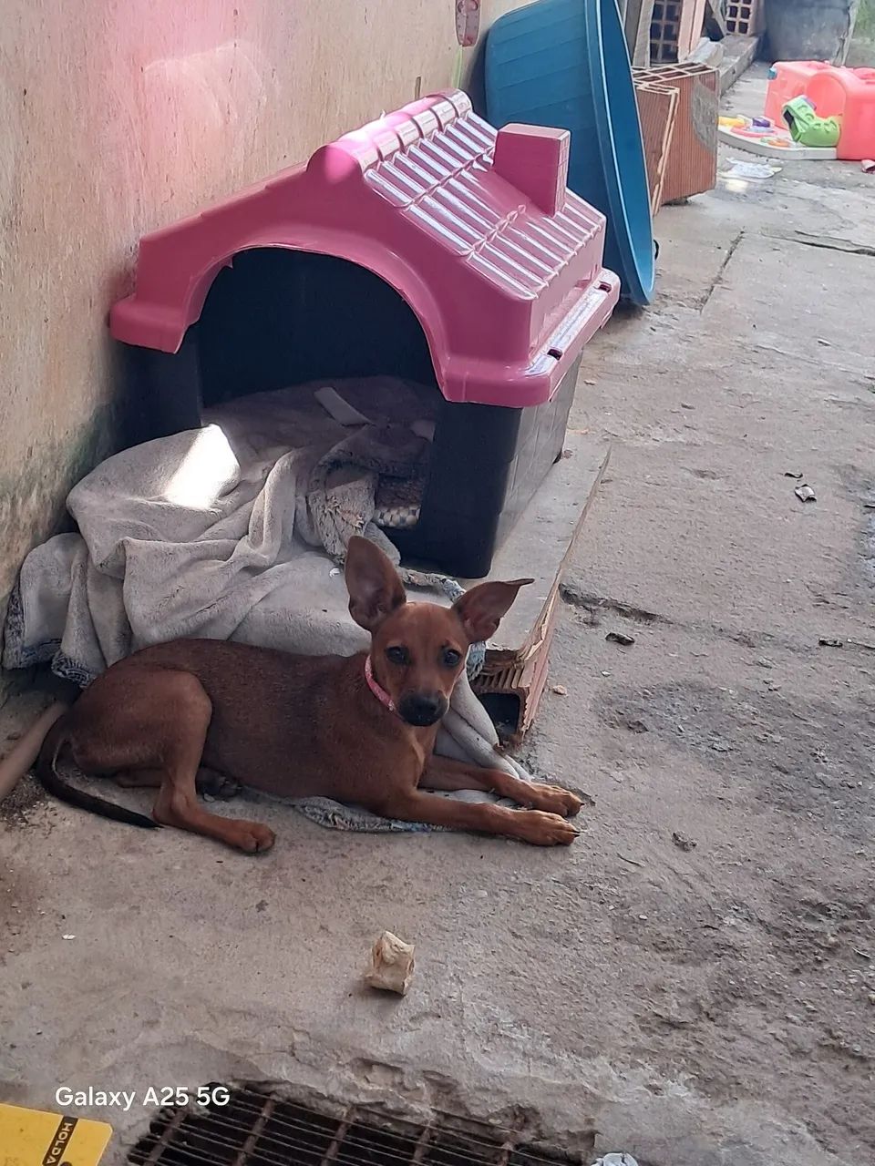 Cachorrinha 
