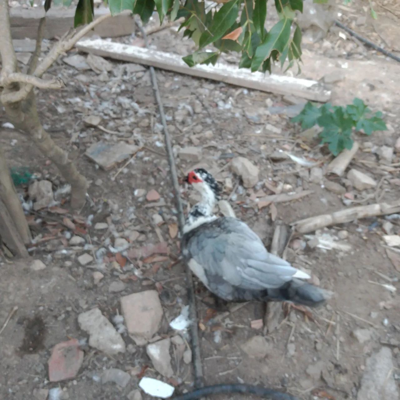 Patos - Foto 4
