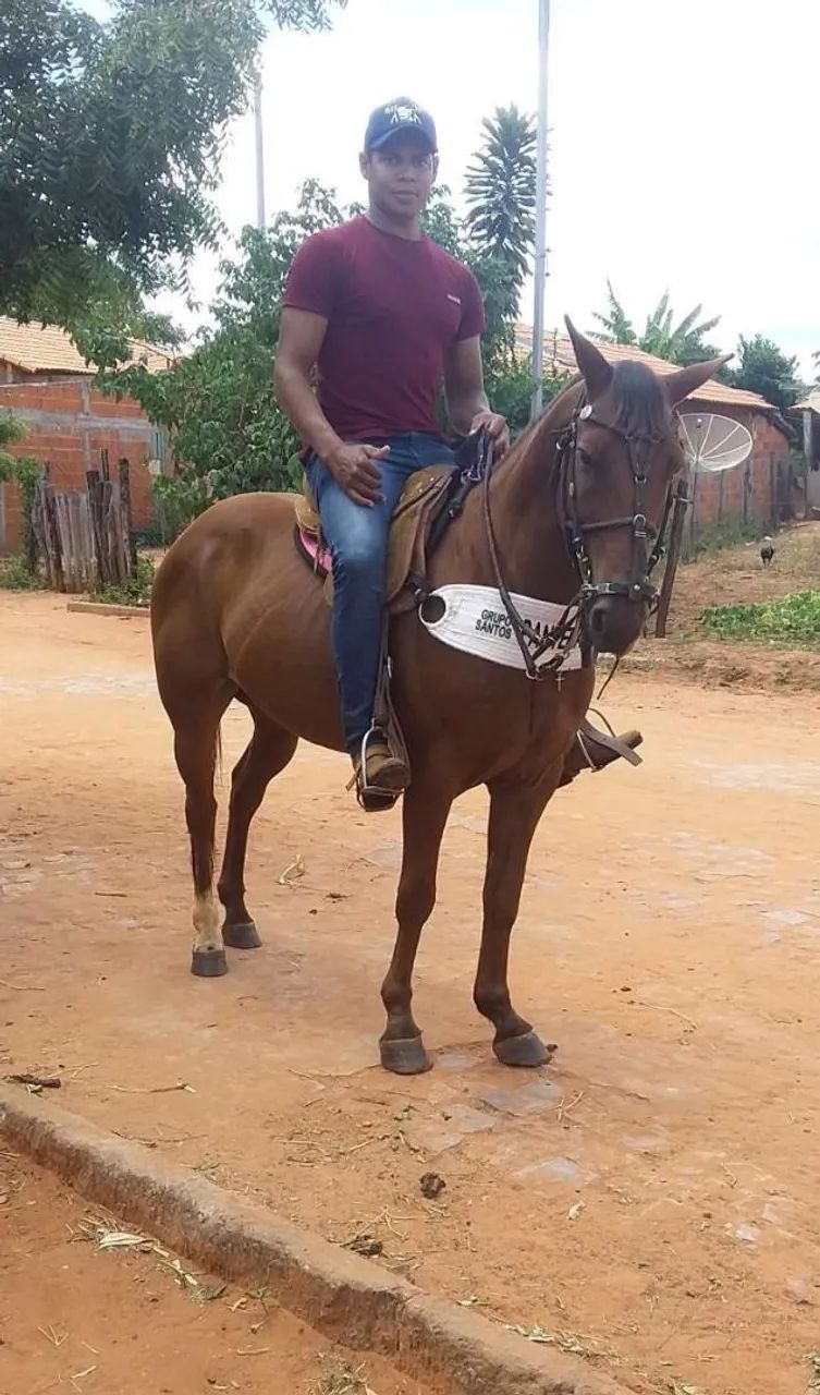 Cavalo quarto de milha de vaquejada 