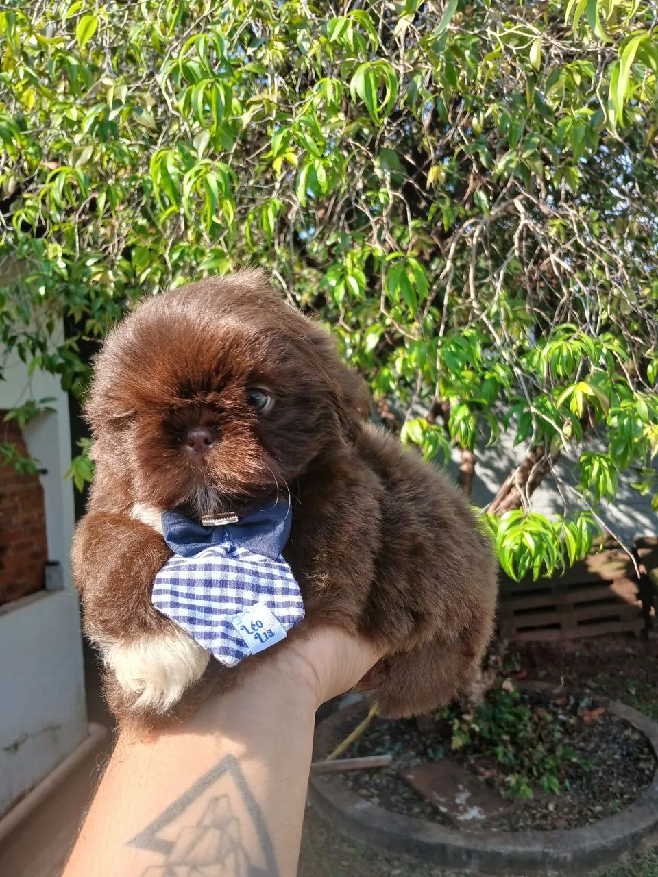 Filhote de shihtzu macho chocolate  - Foto 5