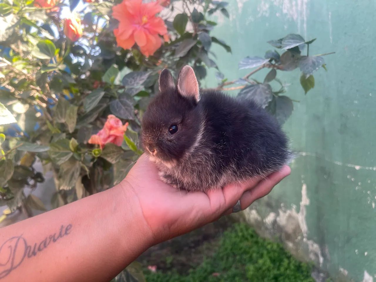 Coelho  - Foto 4