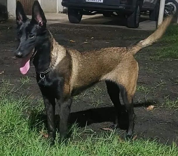 Pastor de Malinois