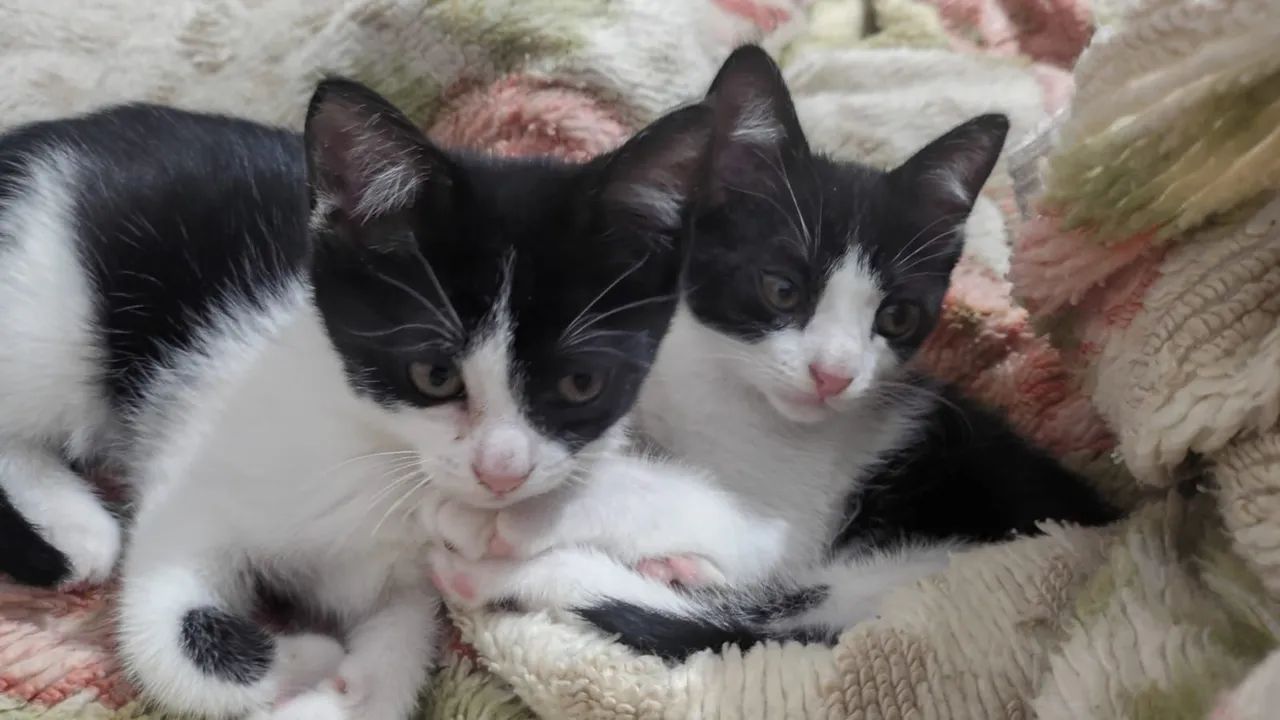Doação de lindos gatinhos - Foto 2