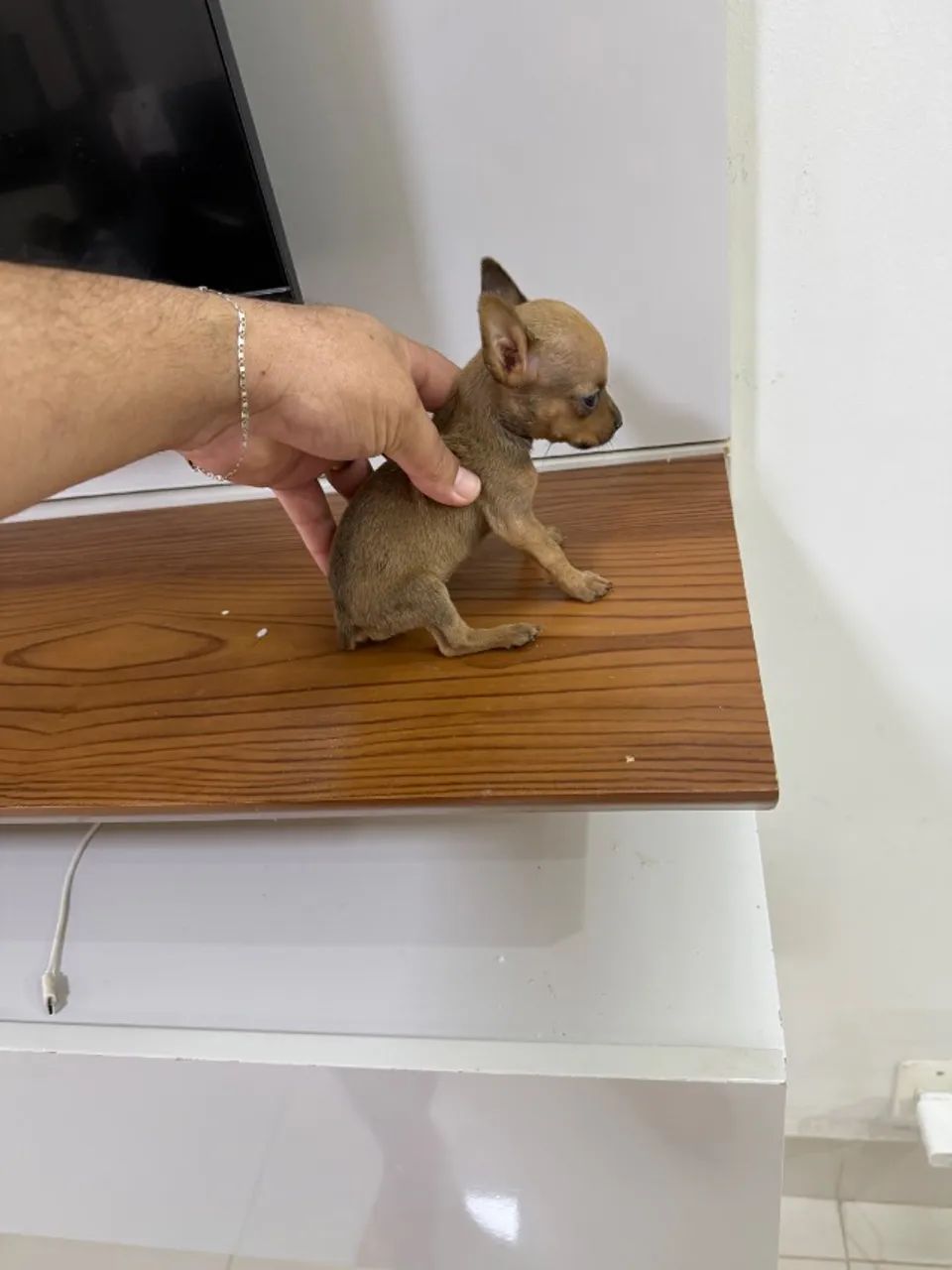 Pinscher fêmea zero  - Foto 5
