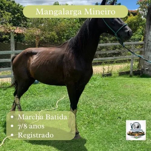 Venda de Cavalos - Foto 3