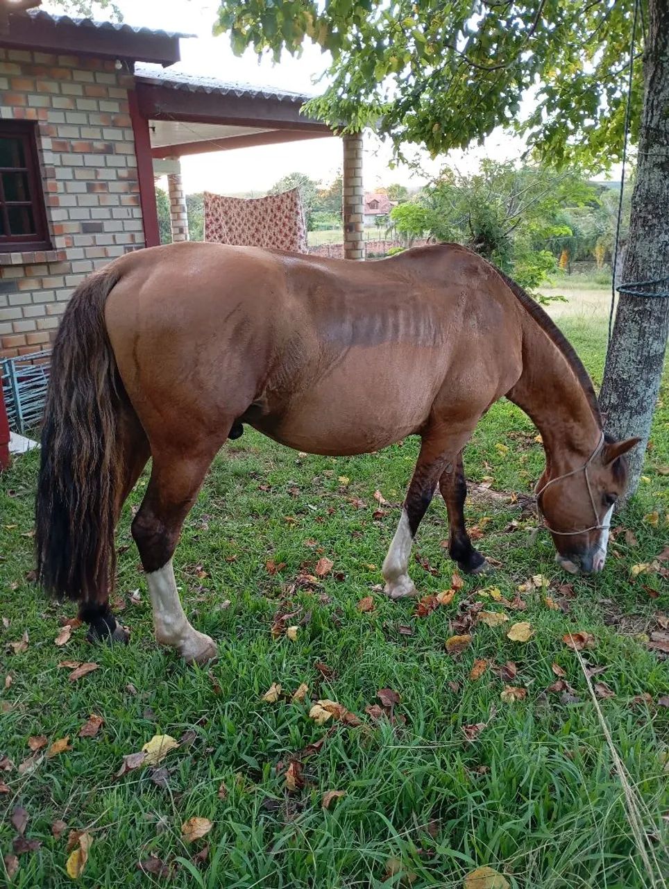 BARBADA, LINDO BAGUAL, CONFIRMADO MUITO MANSO. - Foto 3
