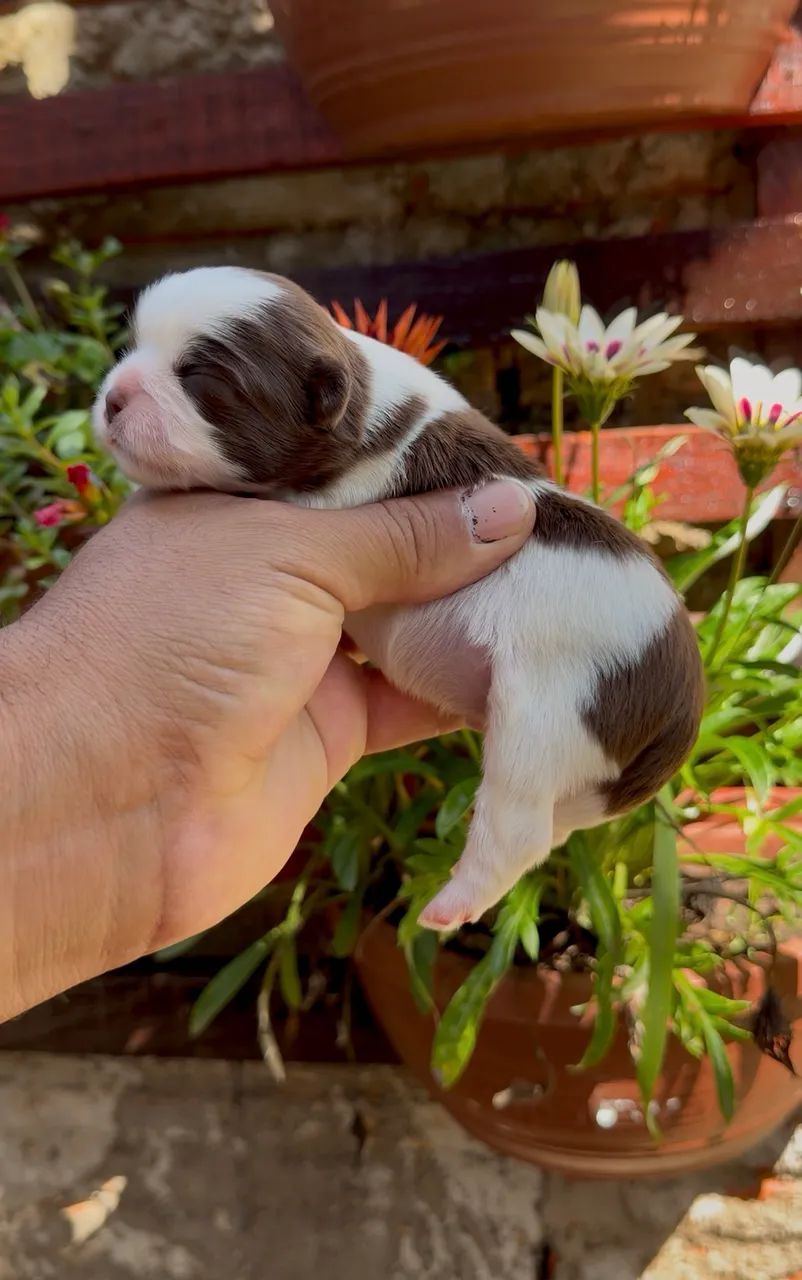 Shihtzu macho - Foto 4