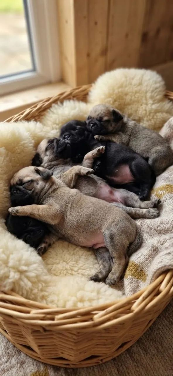PUGS filhotes - Foto 2
