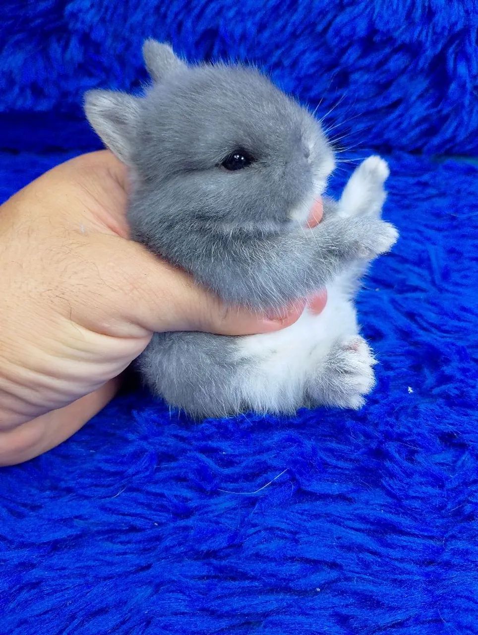 Os menores coelho do mundo de alto padrão 