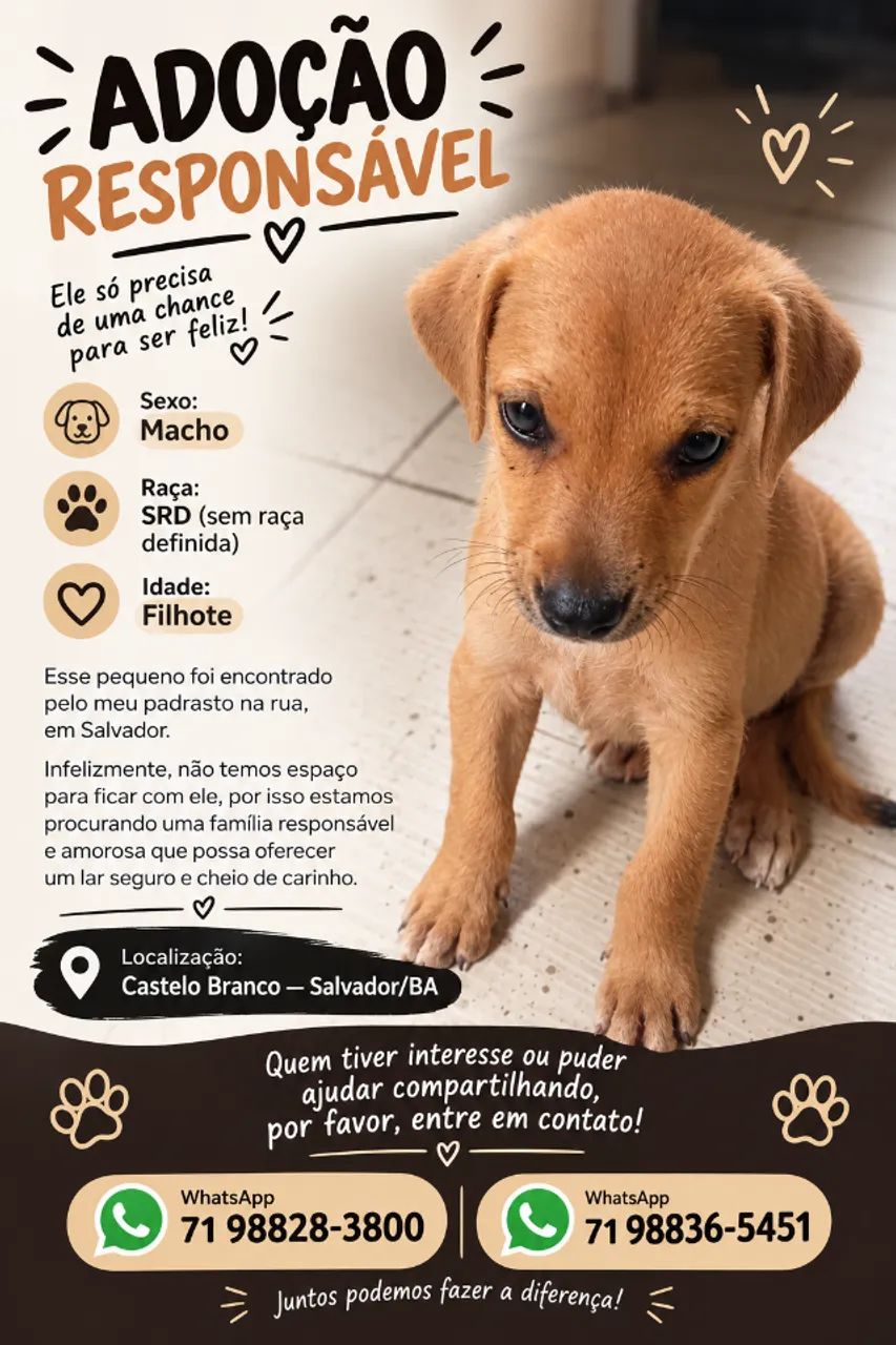 cachorro 