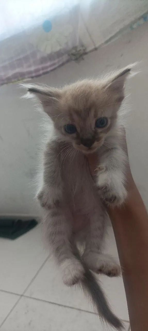 Gatinhos  - Foto 4