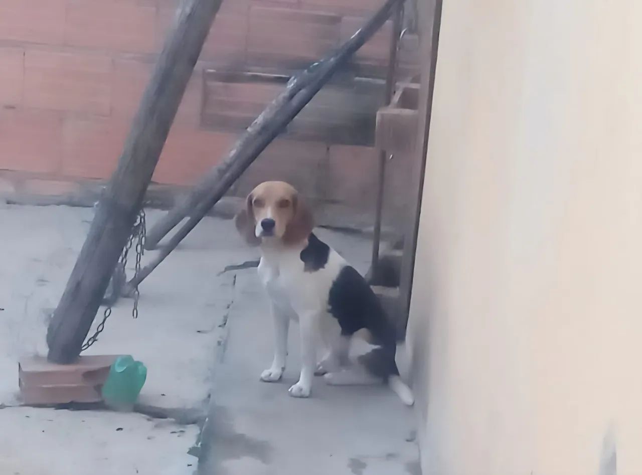 Beagle com americano 