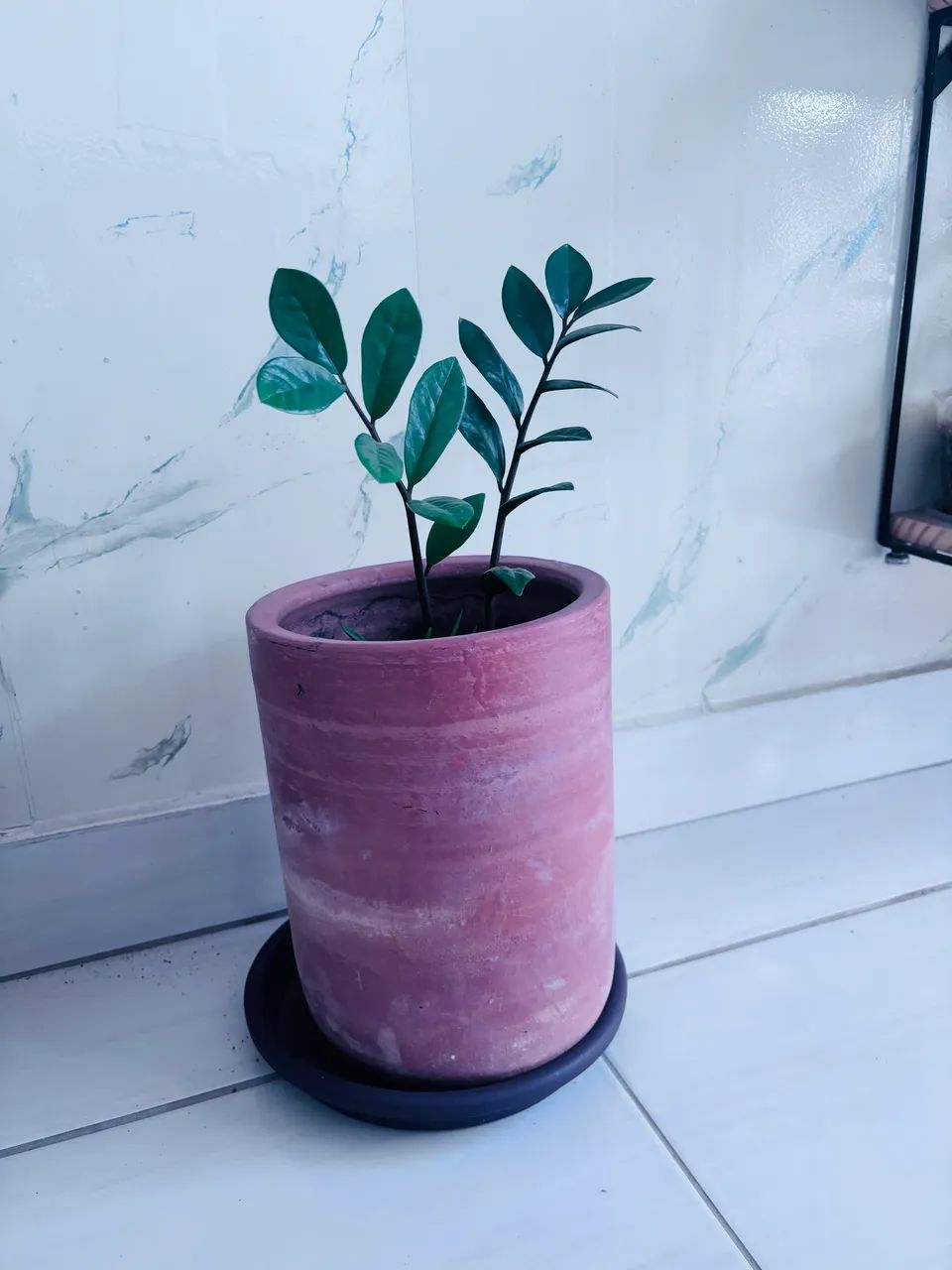 Zamioculcas - Foto 3