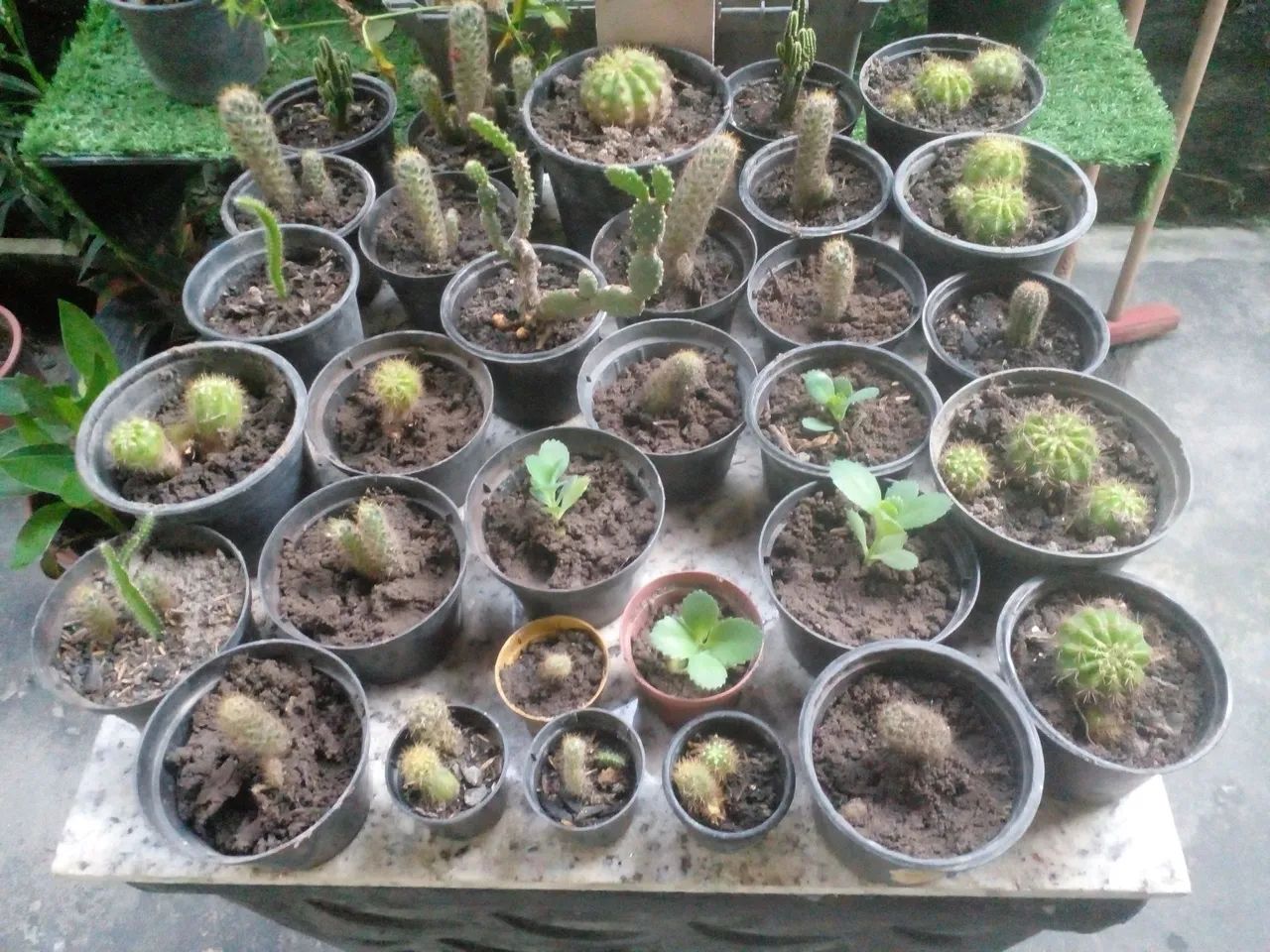 Coleção de  mini cactos 