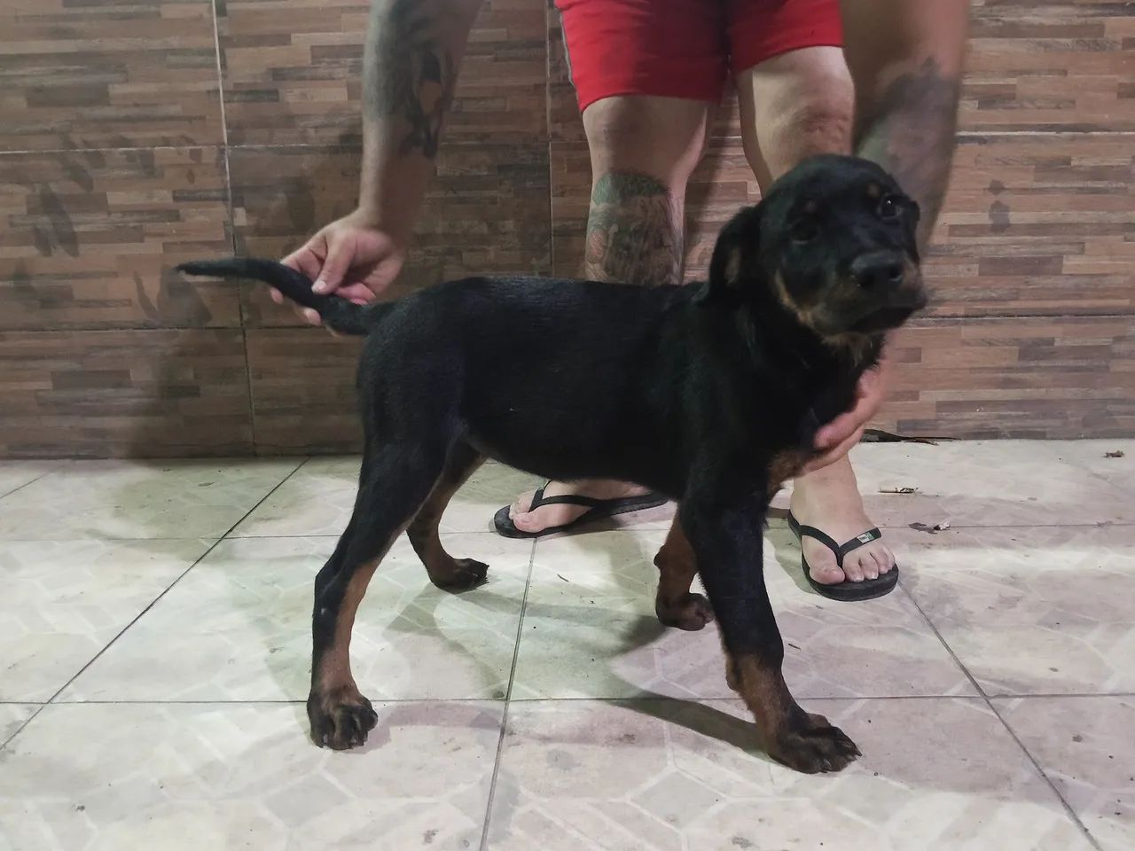 Rottweiler com 90 dias  - Foto 2