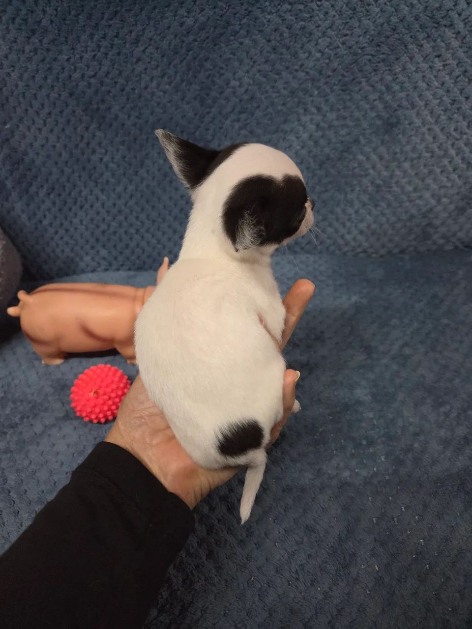 Filhote  de chihuahua  - Foto 3