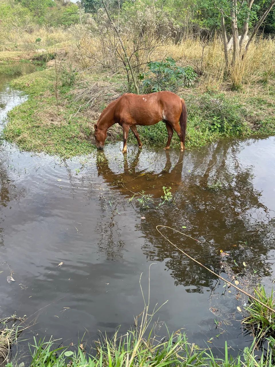 Sítio rico em água  - Foto 2