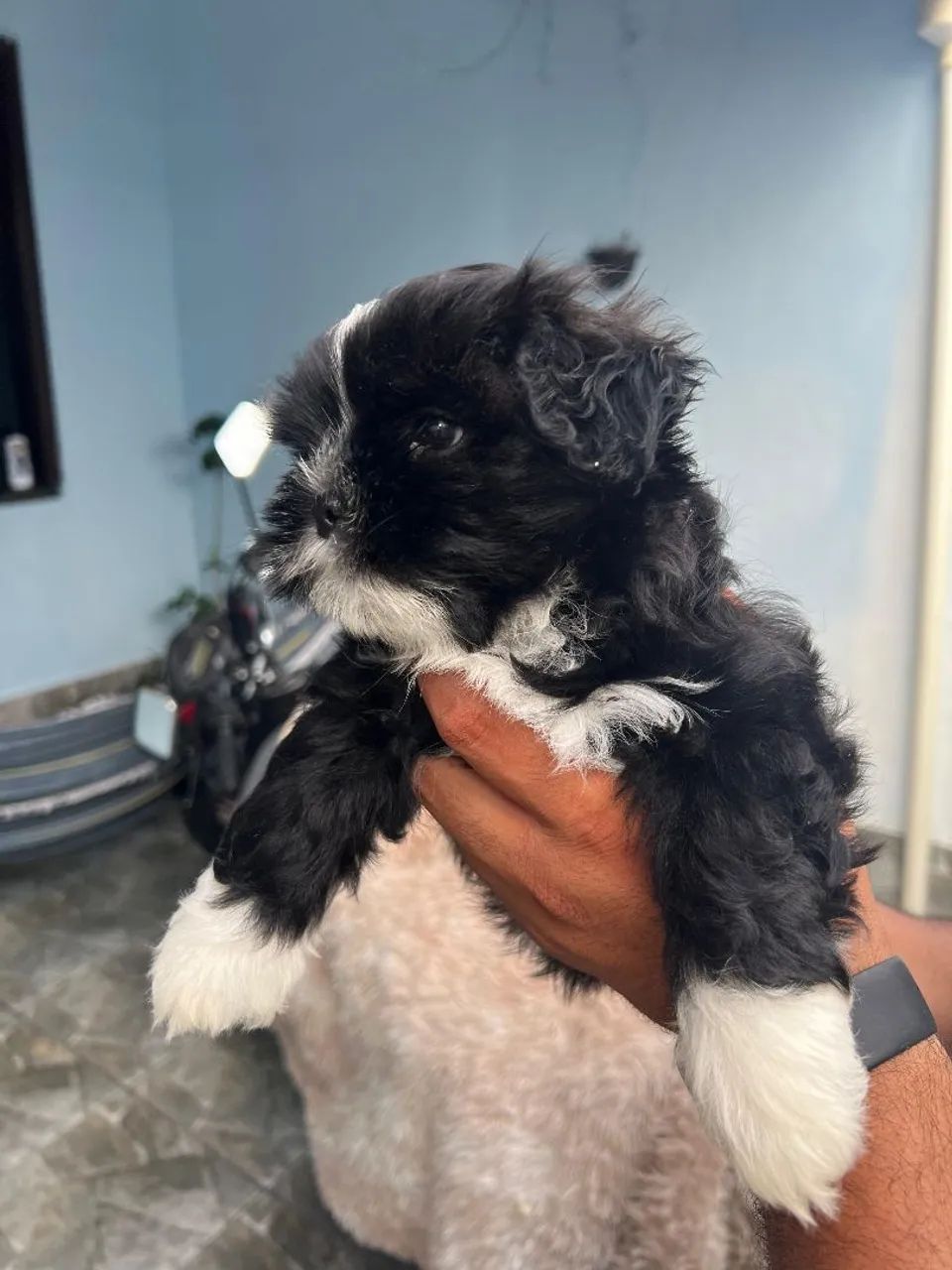 Filhote de shih Tzu fêmea linda pra entrega vacinado vermífugado 