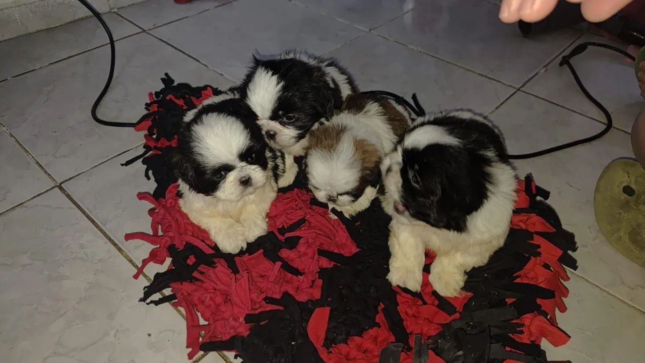 Lindos filhotes de Shitzu machos e fêmea 