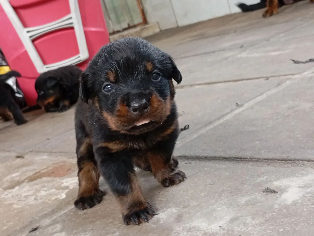 Filhotes de Rottweiler 