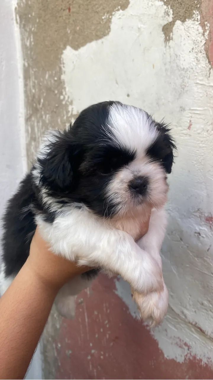 Shih tzu macho à venda - Foto 2