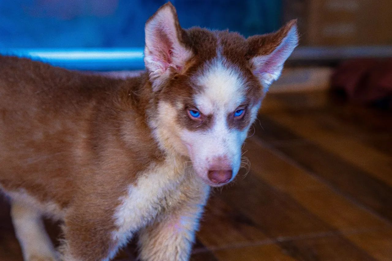 Vendo filhotes de Husky Siberiano  - Foto 3