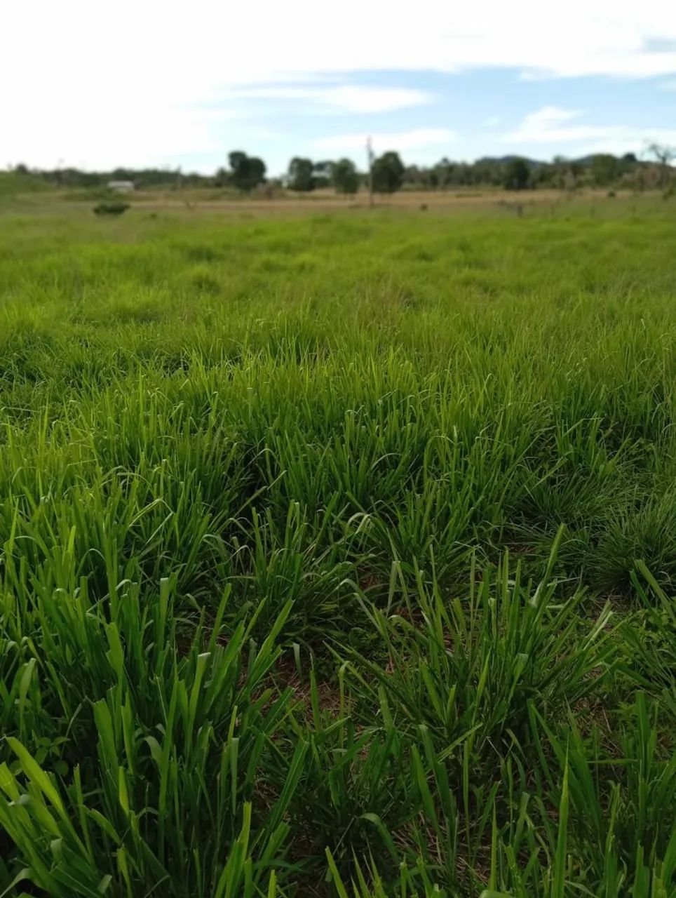 Fazenda à 5 km do rio Araguaia  - Foto 5