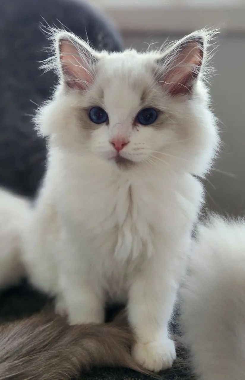 Ragdoll macho - Foto 5