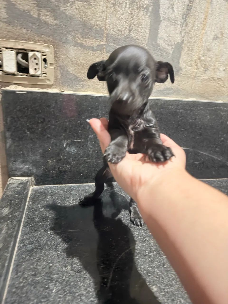 Pinscher  - Foto 2