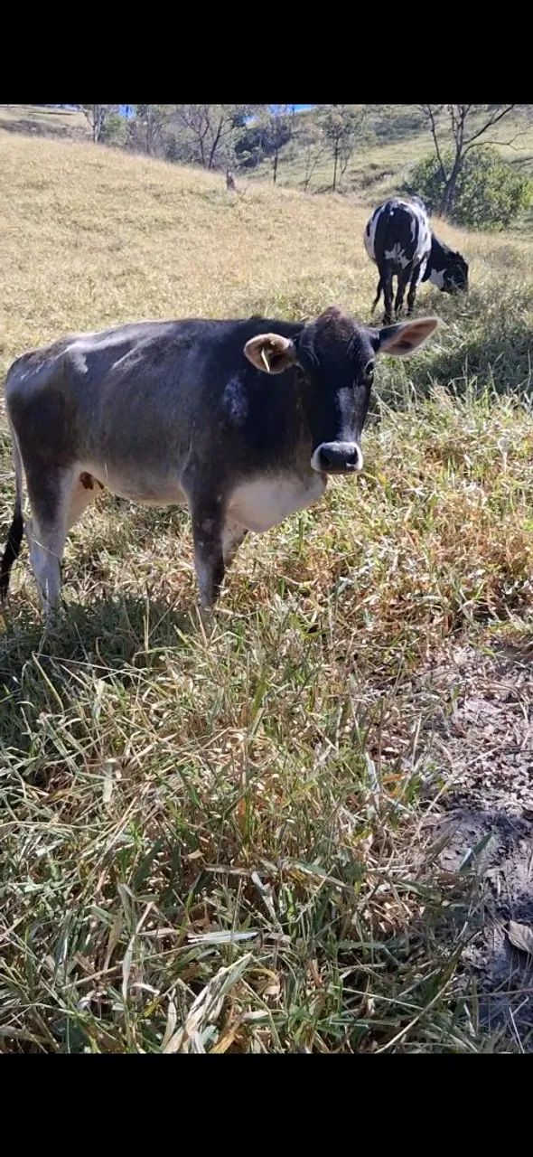vaca - Foto 2