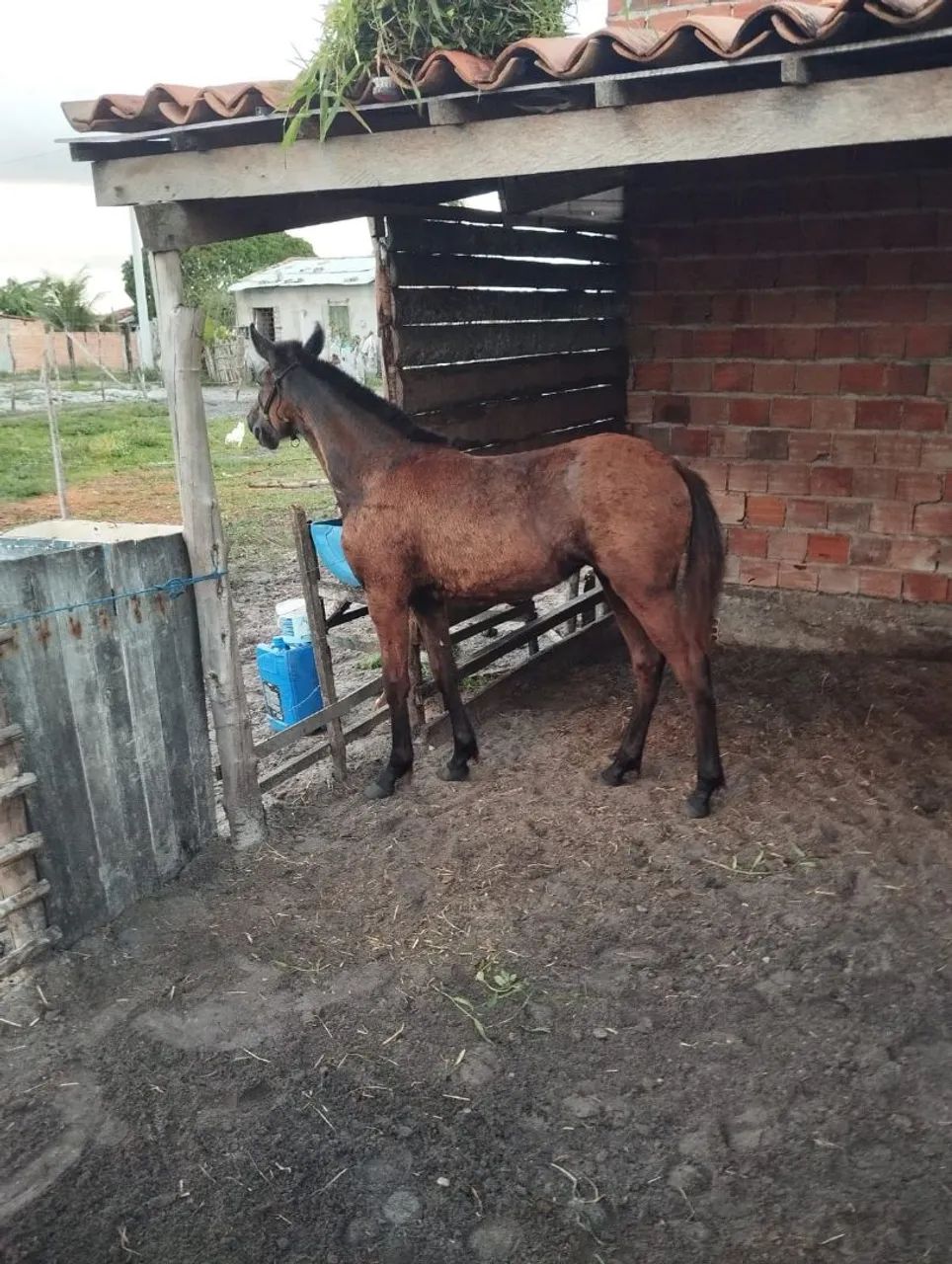 Vende-se ou troca potra mangalarga marchador 08 meses  - Foto 2