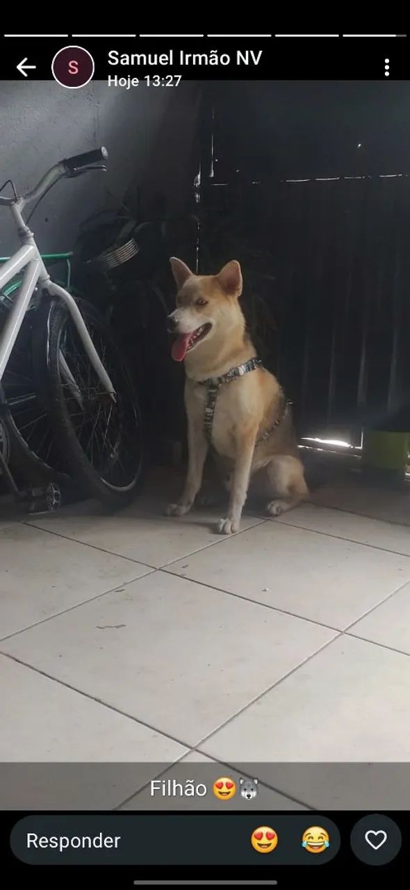 Husky. Procuro Namorada - Foto 2
