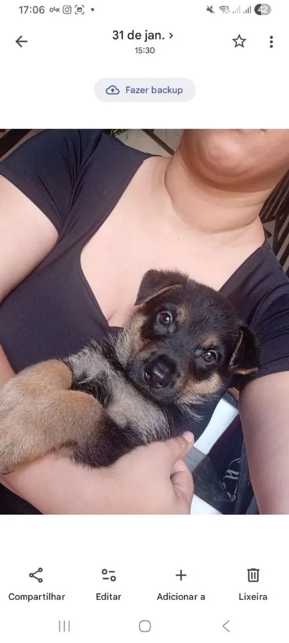 Vende-se filhotes de Pastor Alemão  - Foto 5