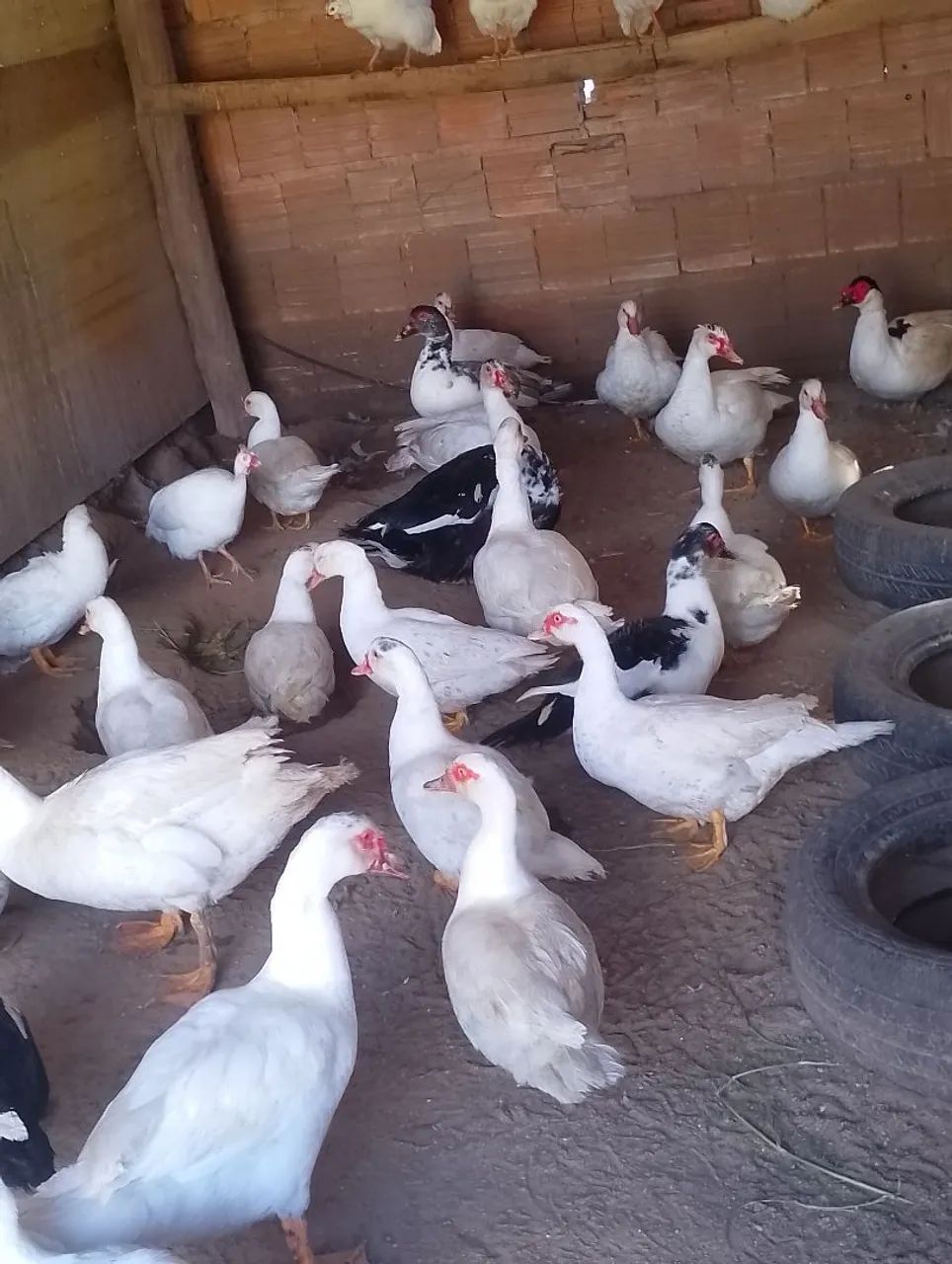 Patos e patas - Foto 3