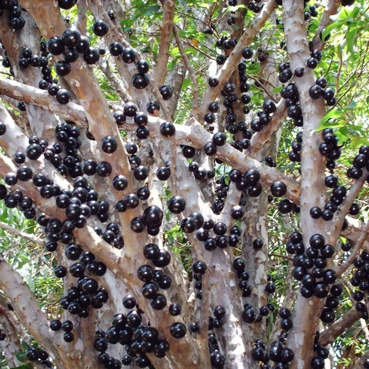 Jabuticaba Orgânica 