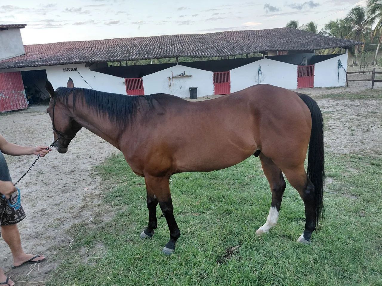Cavalo de Esteira - Foto 2
