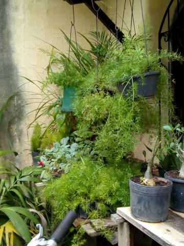 Plantas e flores - Foto 6