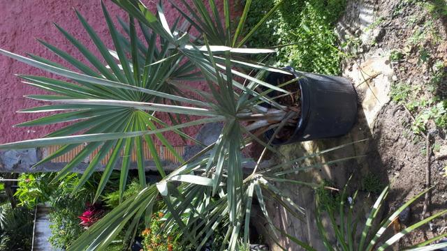 Plantas e grama - Foto 2